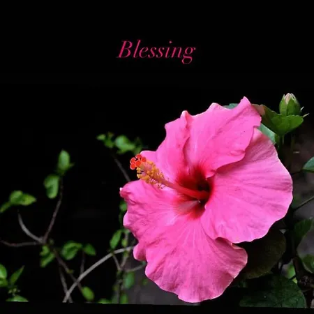Blessing House *